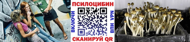 kraken ТОР  Фролово  Галлюциногенные грибы GOLDEN TEACHER 